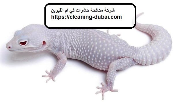 شركة مكافحة حشرات في ام القيوين