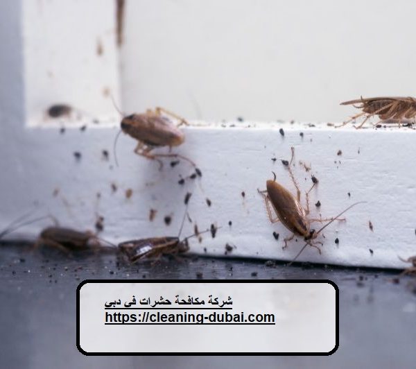 شركة مكافحة حشرات في دبي