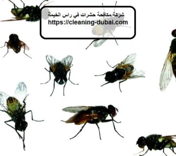 شركة مكافحة حشرات في راس الخيمة