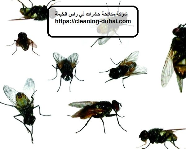 شركة مكافحة حشرات في راس الخيمة
