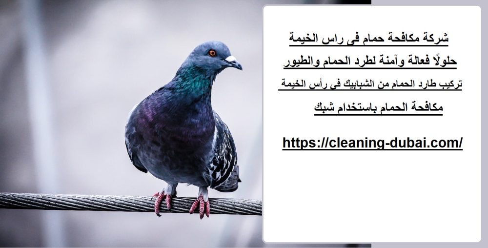 شركة مكافحة حمام فى راس الخيمة